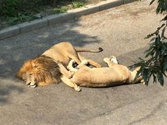 -大连森林动物园