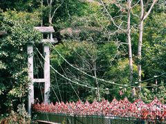 -西双版纳原始森林公园