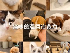 -有喵·猫咖·狗咖·30几只猫10只小狗(岗厦店)