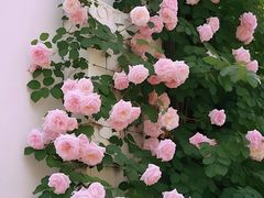 -颐和路民国时期公馆-风貌区