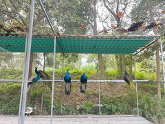 -鲤鱼洲酒店港鲤咖啡厅