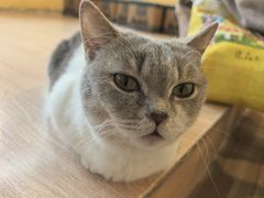 -喵小馆·猫咖狗咖猪咖·饮品店