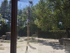 -上海野生动物园老虎餐厅