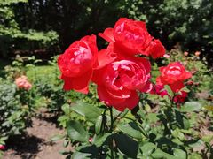 -上海共青森林公园