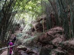 -川西竹海景区