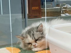 -babydoll猫舍·米努特·德文·缅因(久光中心店)