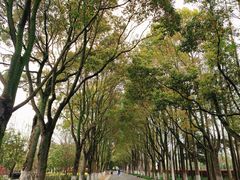 -上海鲜花港
