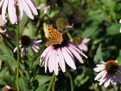 -黑龙江省森林植物园