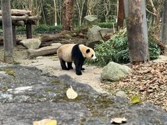 -都江堰中华大熊猫苑