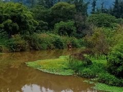 -南宁良凤江国家森林公园