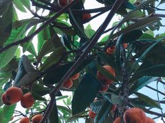 -塘栖枇杷特色园区