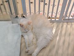 -藏猫猫咖啡主题馆(中央大道店)