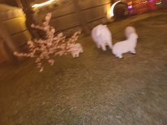 -大汗行宫园林餐厅