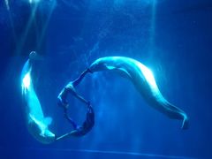 -芜湖新华联大白鲸海洋公园