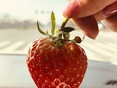 -胜丰草莓采摘园