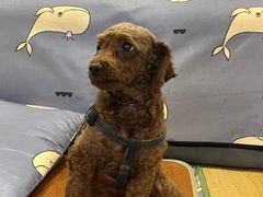 -艾贝尔宠物医院 ·内科全科(梁溪路店)