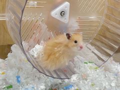 -Pets First伊珊娜洗护·精致美容·家庭式寄养(新会路店)