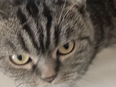 -宠福鑫康馨动物医院·骨科·眼科