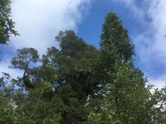 -怀托摩萤火虫洞