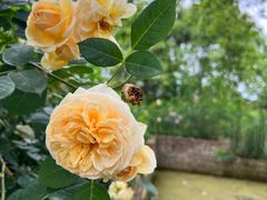 -都江堰玫瑰花溪谷