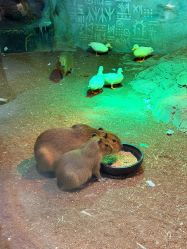 -Zoolung Zoolung动物主题公园(海信广场店)