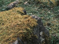 -硗碛藏寨·神木垒景区