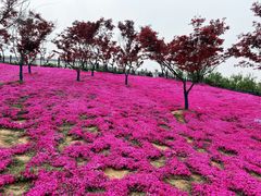 -石塘人家