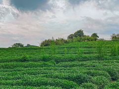 -龙坞茶村