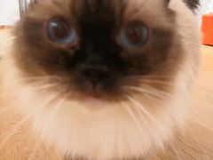 -1013 PET SHOP精品宠物商店(丁香店)