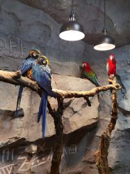 -Zoolung Zoolung动物主题公园(海信广场店)