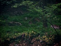 -牛背梁国家森林公园