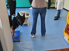 -博特宠物医院24h犬猫全科.骨科·异宠
