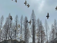 -音乐台