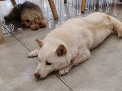 -柴犬小屋·柴餐厅·狗咖食堂(金鼎广场店)