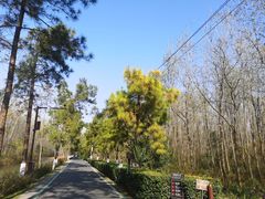 -合肥滨湖国家森林公园