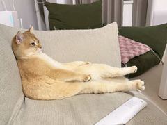 -猫十亿·布偶金渐层·曼基康矮脚猫舍(青年路店)