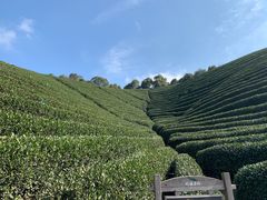 -龙坞茶村