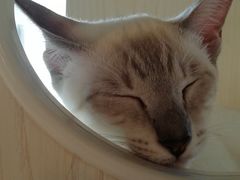 -Cappucimeow猫咪咖啡馆(韦伯时代店)