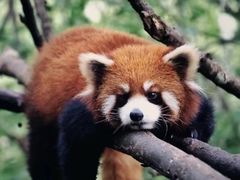 -普洱太阳河森林公园