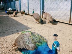 -长白岛森林公园