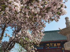 -天津大悲禅院