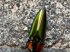 -东天目山风景区