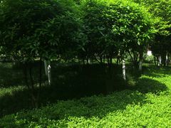 -龙头寺公园