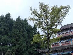 -武陵山森林公园