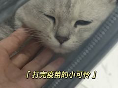 -乖乖宠物医院·猫科·急重症中心(车站北路分院)
