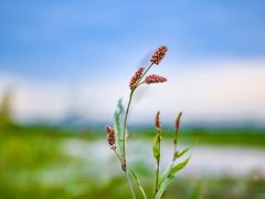 -七的湖·晚芳亭·阳澄湖农家菜·大闸蟹(莲花岛店)