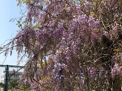 -南汇水蜜桃采摘(大团店)