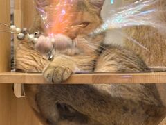 -有喵·猫咖·狗咖·30几只猫10只小狗(岗厦店)