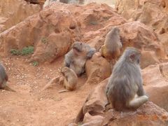 -昆明动物园