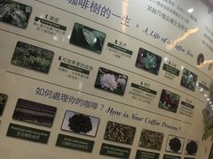 -巴厘岛黄金金兔咖啡工厂
